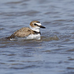 Wilson's plover out for a swim Taken near Jekyll Point (on south beach) on Jekyll Island, GA.