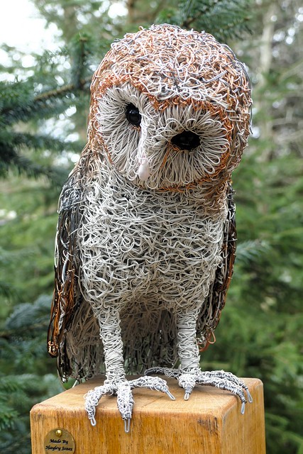 Hayley Jones, Focused Owl