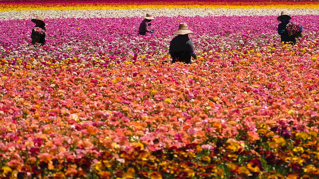 Workers in the Flower Fields of Carlsbad, California