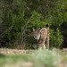 Lynx pardelle ou lynx ibérique (Iberian lynx - Lynx pardinus)