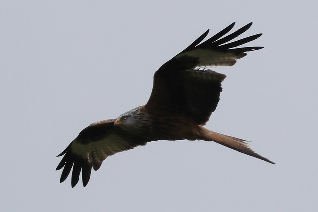 Red Kite, Threave Castle Nature Reserve