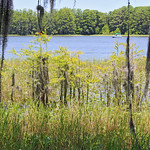 Aquatic Vegetation & Bald Cypress, Lake Henderson, Inverness View is from the boardwalk between Liberty and Wallace Brooks Parks.