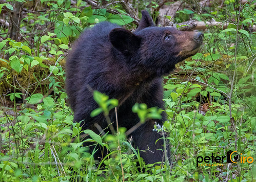 Black Bear in Cades Cove - Great Smoky Mountains National Park 