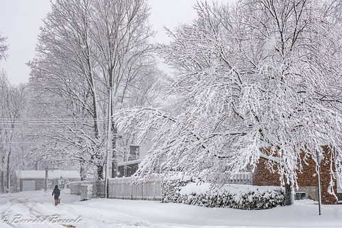 Promenade du chien / Dog and Master by (bbarsalo), Bordée de neige au printemps / Spring Small Snow Storm (4) -  (Série Mon pays c'est l'hiver) Pierref