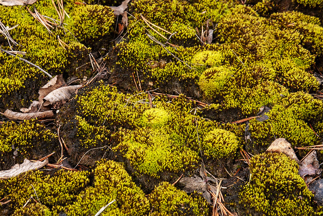 20240331. Green moss. 1886-1.