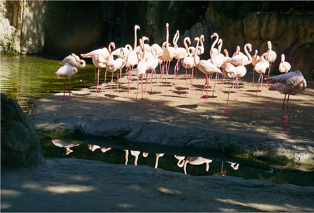 The Zoo............flamingo's