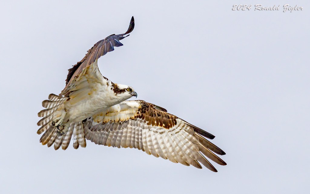 Osprey taking off from nest 267A5615