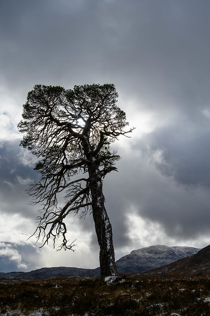 Scots Pine in Glenmoriston