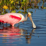 Roseate Spoonbill (4) Roseate Spoonbill - From the Boardwalk at Orlando Wetlands Park I was able to get close and a good angle on this Spoonbill feeding.  How can you not love Spoonbills?