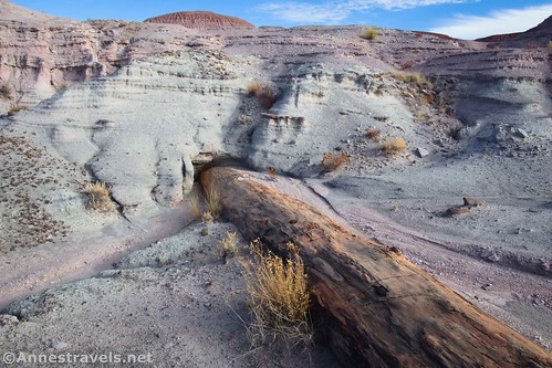 A log that disappears into the hillside in Angel's Garden along the Wilderness Route, Petrified Forest National Park, Arizona