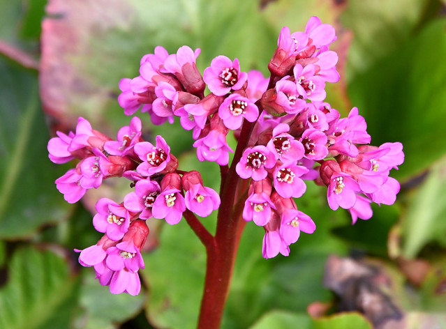 Bergenia, pink flowers
