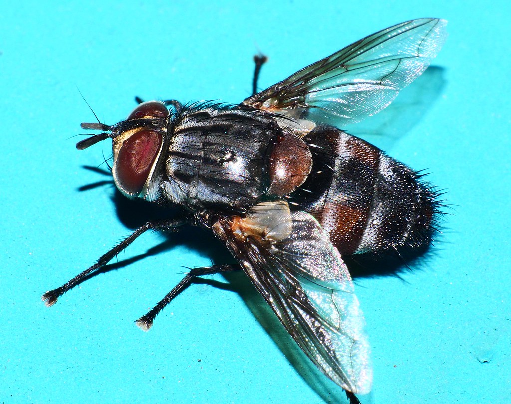 Flesh Fly nr. Exorista sp. Exoristini Exoristinae Tachinidae Diptera at night lights Mandalay Rainforest Airlie Beach P1022612