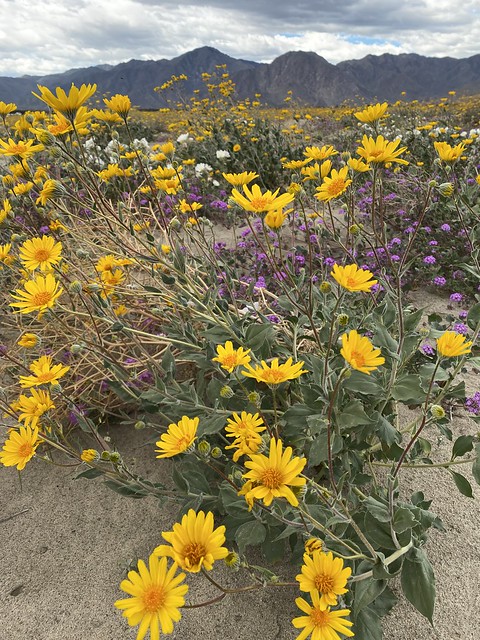 Desert Sunflowers - Henderson Canyon Road