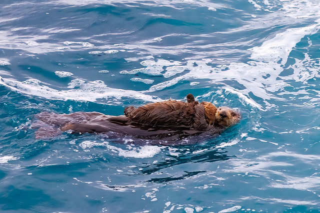 Southern Sea Otter, Mom  and Pup