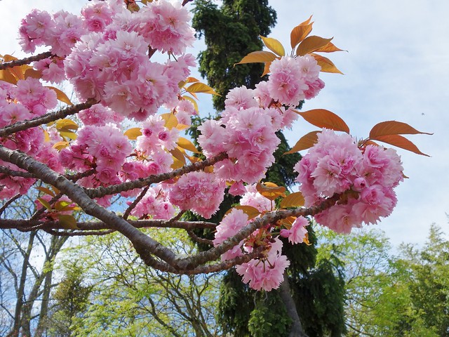 Fleurs de cerisier du Japon