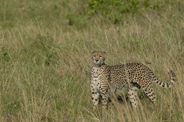 Early Morning Cheetah Hunt - 87872b+