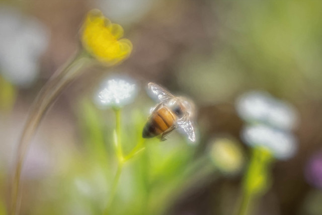 bee in the field: lens accident