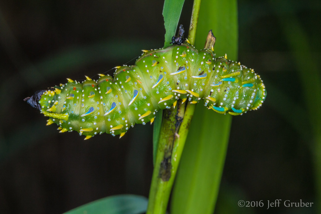 Skewered caterpillar (Syssphinx sp.)