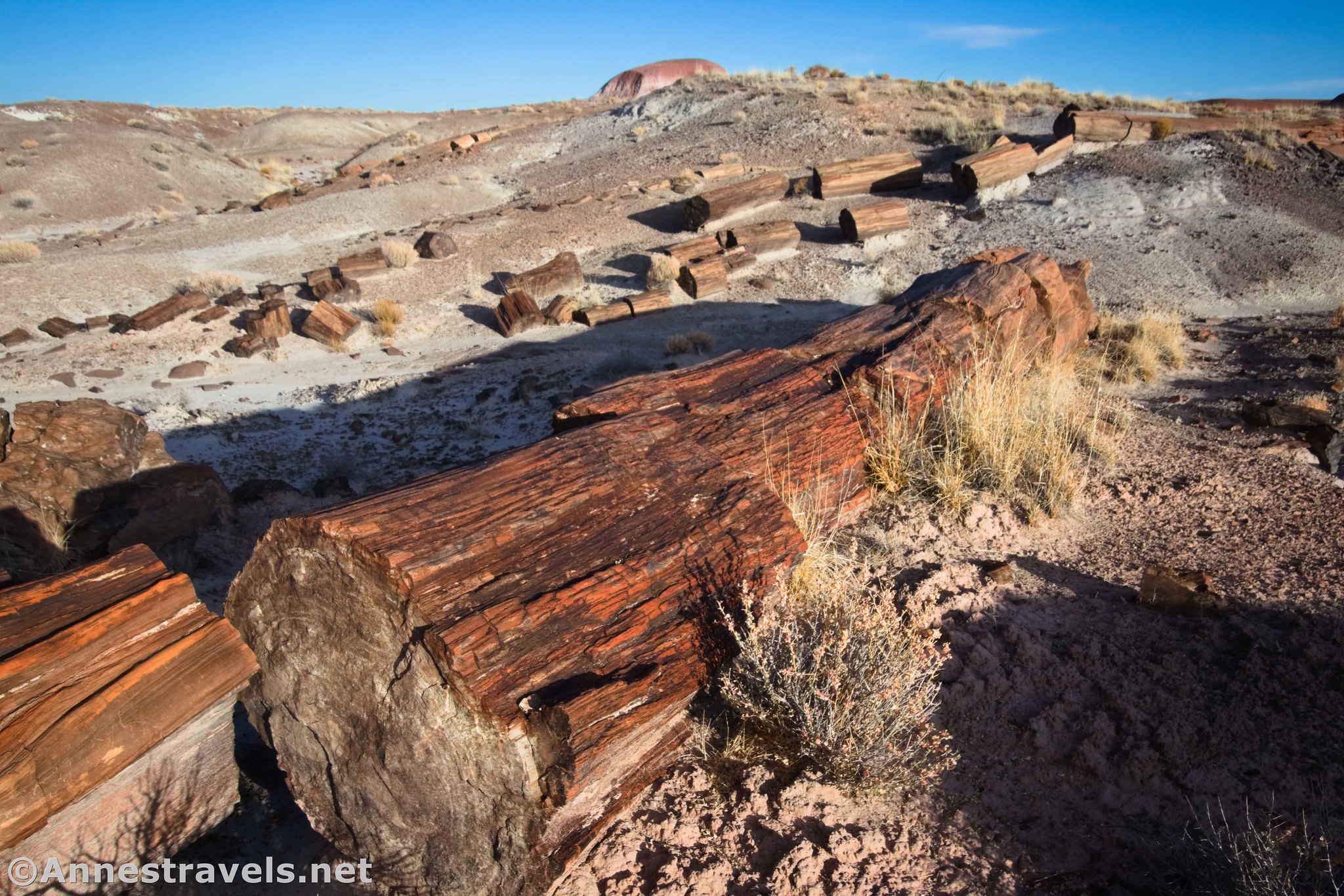 Petrified wood in Chalcedony Forest along the Wilderness Route, Petrified Forest National Park, Arizona
