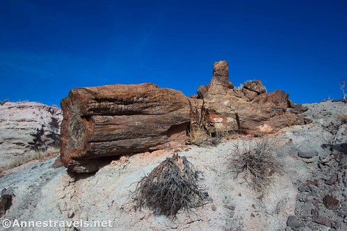 An interesting log with roots along the Wilderness Route, Petrified Forest National Park, Arizona
