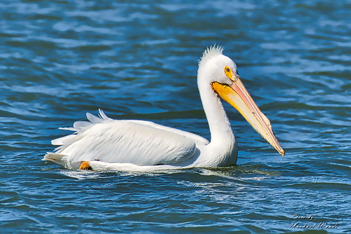 Pelican | by woodsmalb