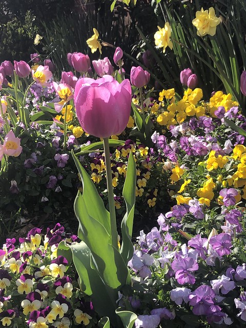 Magenta tulip and neighbors, garden on S Street NW, Georgetown, Washington, D.C.