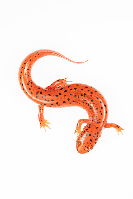 Red Salamander (Pseudtriton ruber)