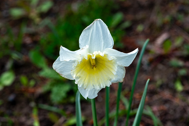 Daffodil - DSC_0646