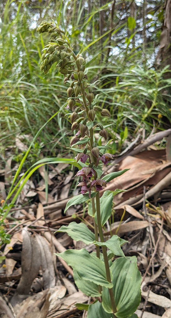 Epipactis helleborine subsp. tremolsii (Pau)