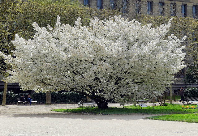Un bel arbre en fleurs