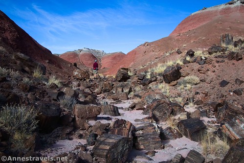 A collection of petrified wood in the wash along the Wilderness Route, Petrified Forest National Park, Arizona