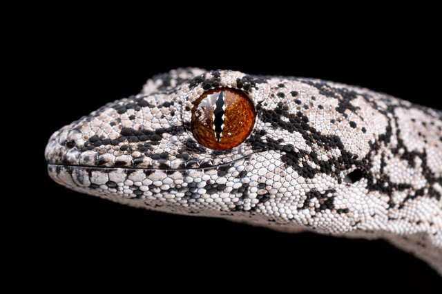 Southern Spiny-tailed Gecko - Strophurus intermedius