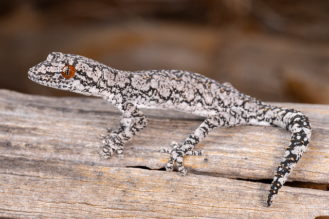 Southern Spiny-tailed Gecko - Strophurus intermedius