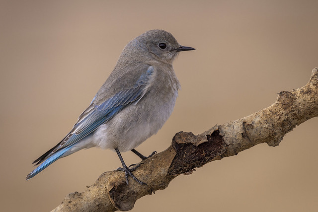 The Better Half - Female Mountain Bluebird