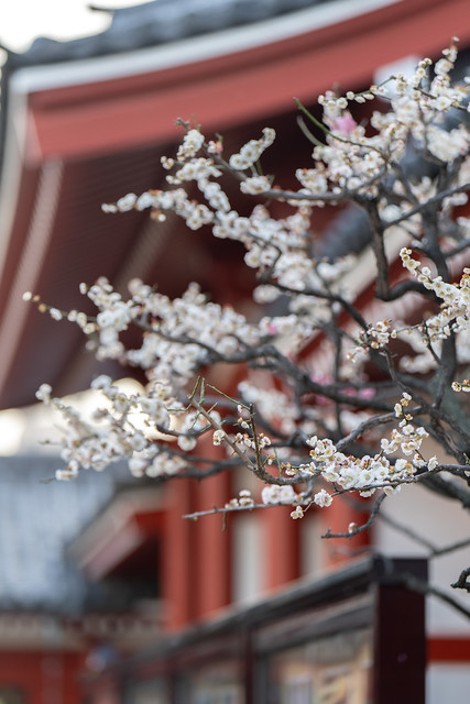 The Cherry Blossom in Sensō-ji