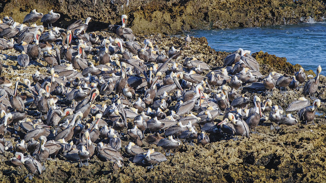 Brown Pelicans, San Juanico, Baja California Sur, Mexico-Feb.2, 2024