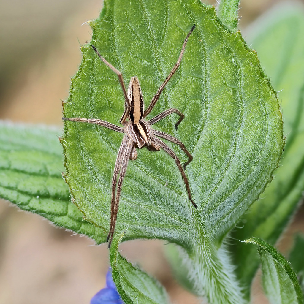 Pisaura mirabilis (Nurseryweb Spider)