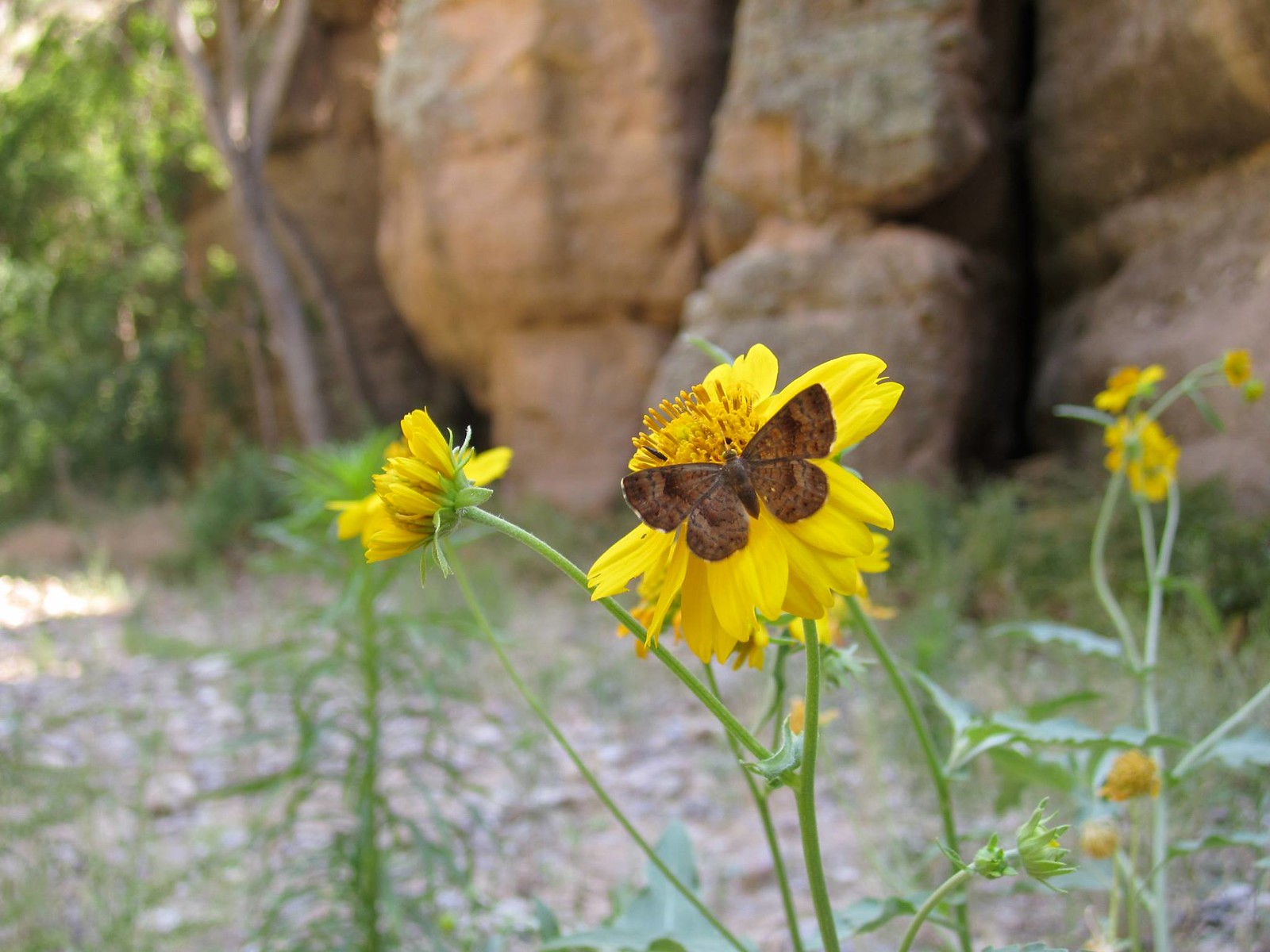 Pollinators are busy in the Aravaipa Canyon Wilderness