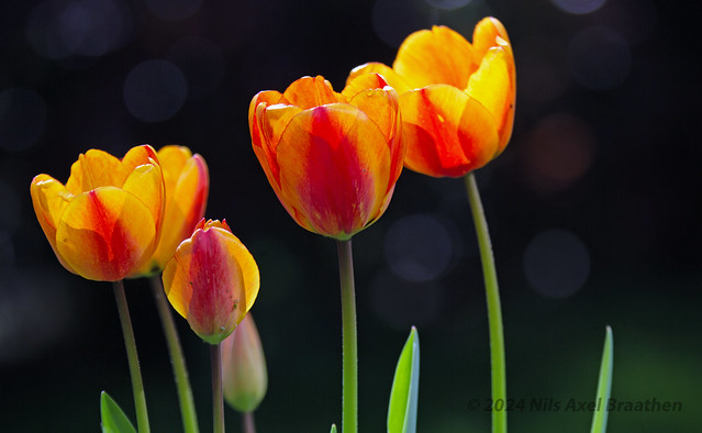 J77A5270 -- A group of orange Tulips in our garden