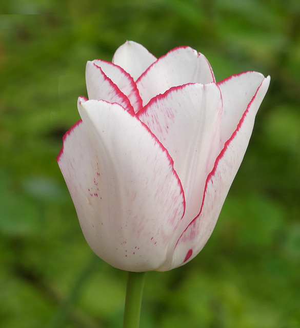 Tulip in my garden