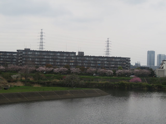 矢上川（鶴見川合流付近）の桜 2024.4.5