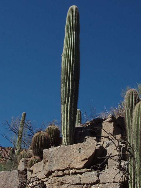 Saguaro Cacti; Aravaipa Canyon, W of Aravaipa, AZ