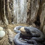 Snake Eating Eggs The Wild Center, Tupper Lake NY