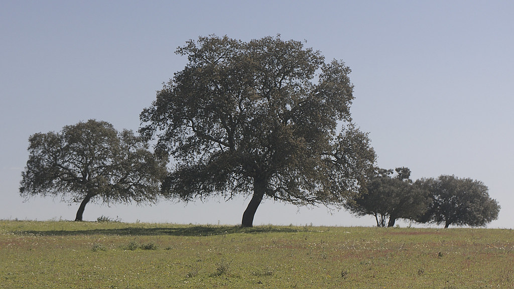 Slanted Trees (Oak)