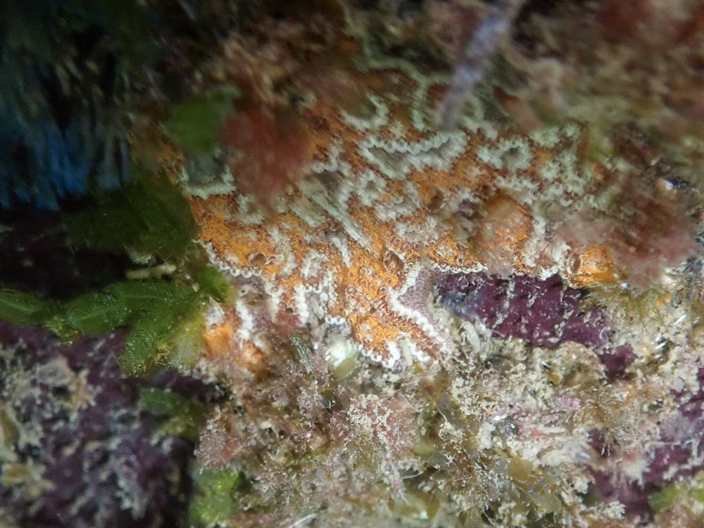 Colonial Ascidians Under Apollo Bay Harbour Colonial Ascidians Under Apollo Bay Harbour