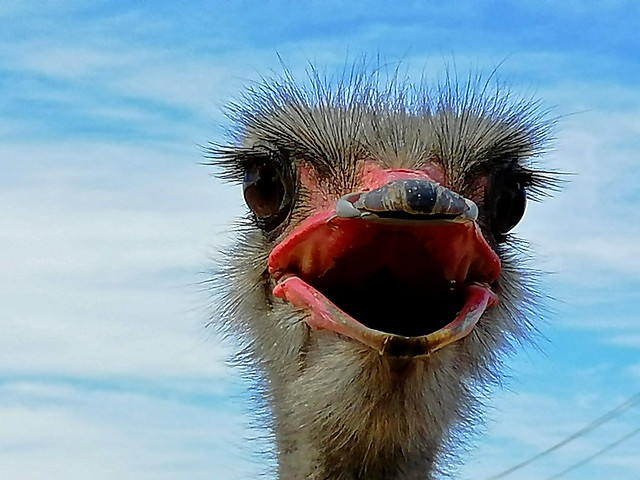 SÜDAFRIKA( South-Africa),   Oudtshoorn,  Serie- auf der Ostrich - Straußenfarm), male ostrich, 22668