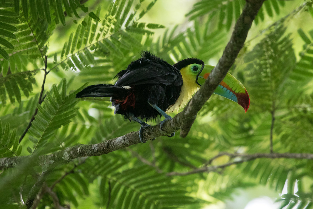 Keel-billed Toucan at Tortuguero S24A1630