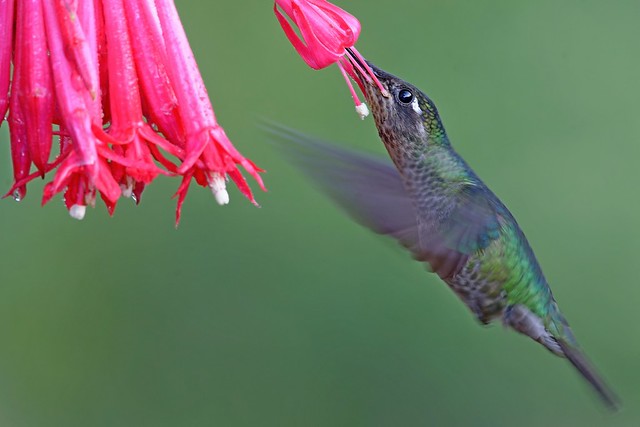 Talamanca Hummingbird // Beija-flor-de-talamanca