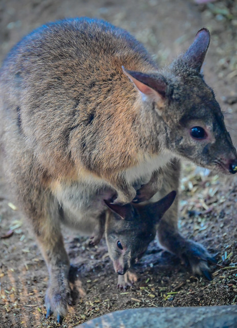 Mother and baby Wallabies at Featherdale Sydney Wildlife Park - Doonside Australia