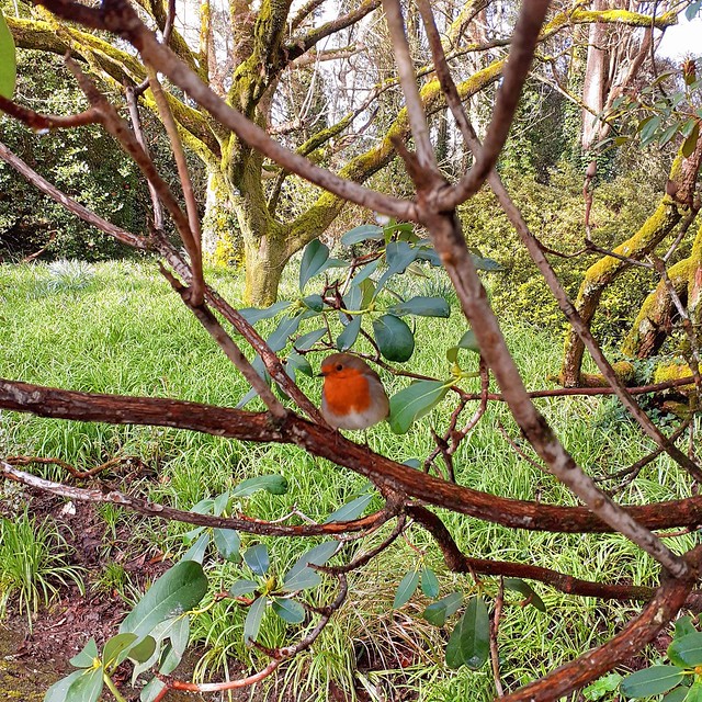 Robin at Trengwainton Garden